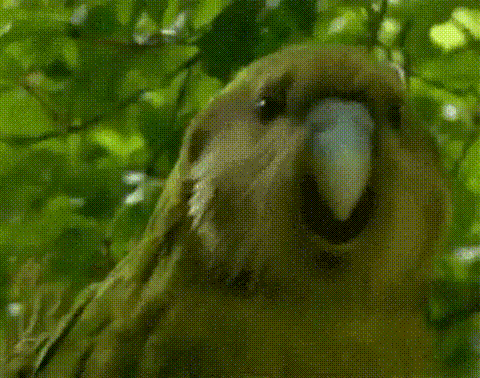 giphy.mp4